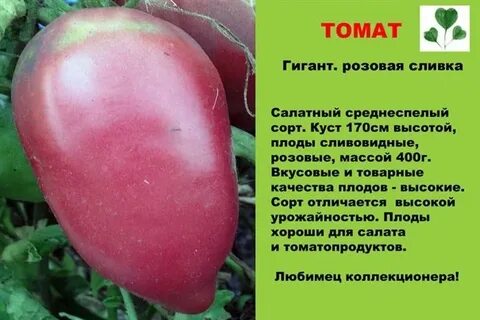 Розовый опал томат описание