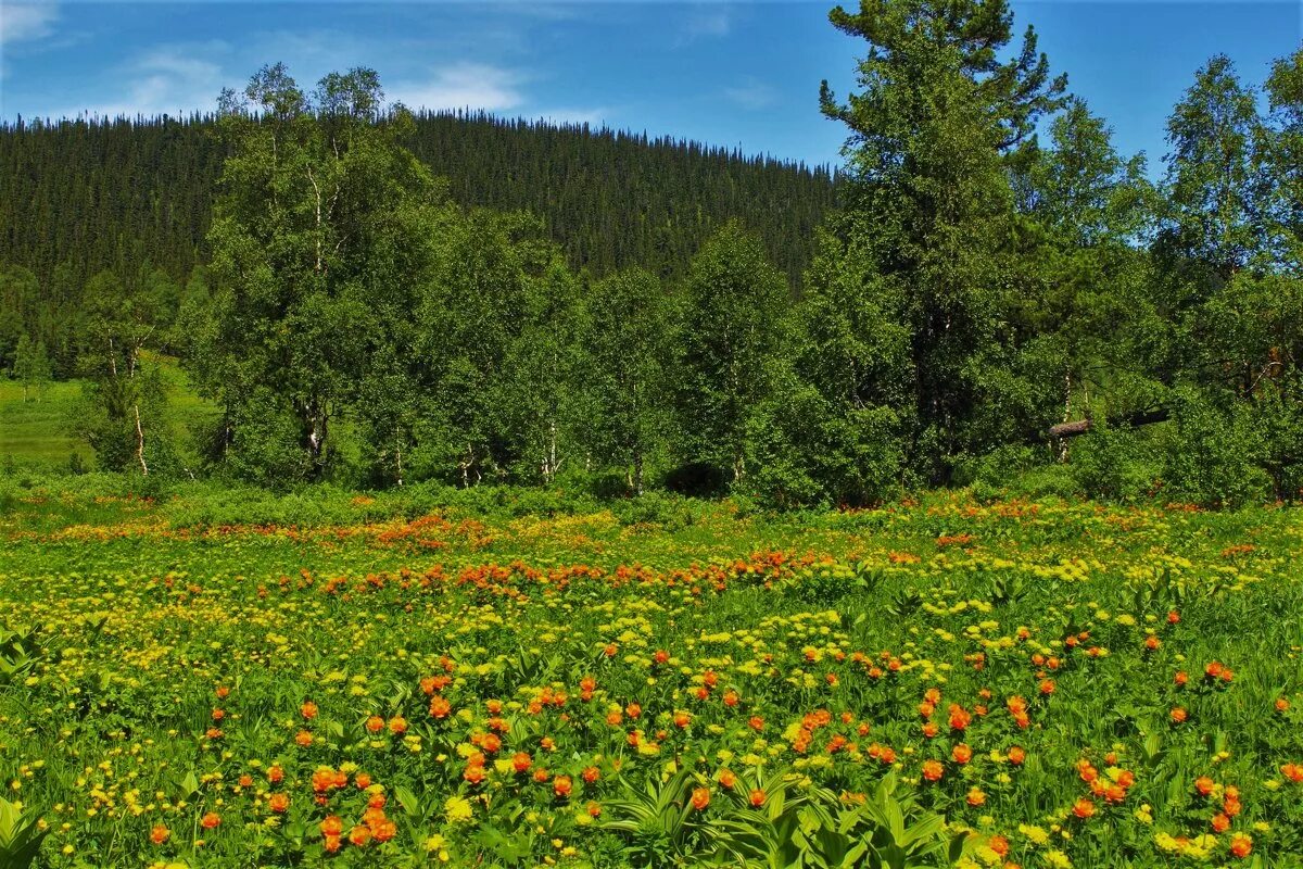 Окутывали поляны. Цветущая Поляна Хабаровский край. Краснокаменская Поляна. КАРНЕЙКИНА Поляна. Лесная Поляна с цветами.