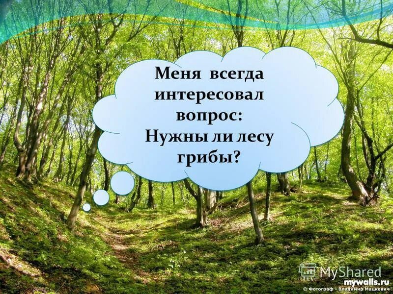 Стих у лукоморья дуб спилили. Раифский участок волжско-камского заповедника. Шатиловский лес. Где в лесу что ли. Малина лесная кустарник.