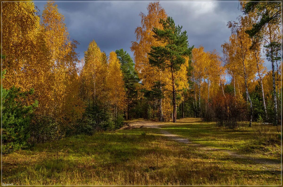 Октябрь. Осенний лес Подмосковье. Лес в октябре. Природа Подмосковья октябрь. Сентябрь в Подмосковье.