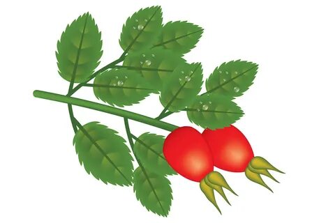 Рисунок шиповника