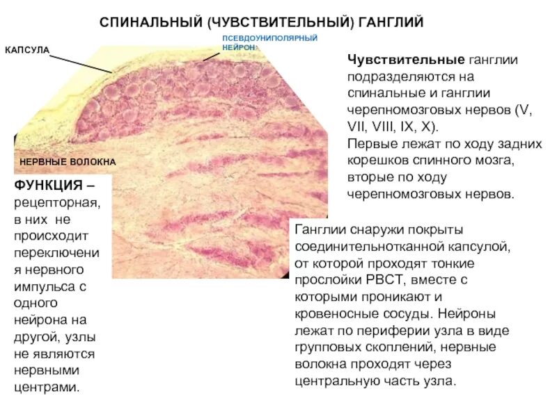 Функции спинномозгового узла. Функцииспиномозговой узел функции. Нервные клетки межпозвоночного ганглия препарат гистология. Функции спинномозговыx узлов гистология строение.