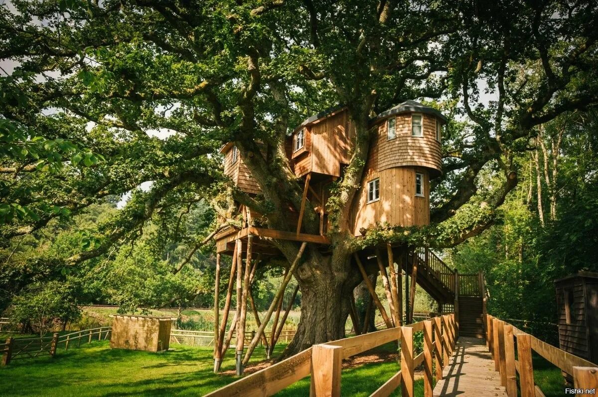 Дом дерево где находится. Hobbit Treehouse, США. «Дом на дереве» поселение Московский. Алникский дом на дереве. Отель Treehouse домики на деревьях.