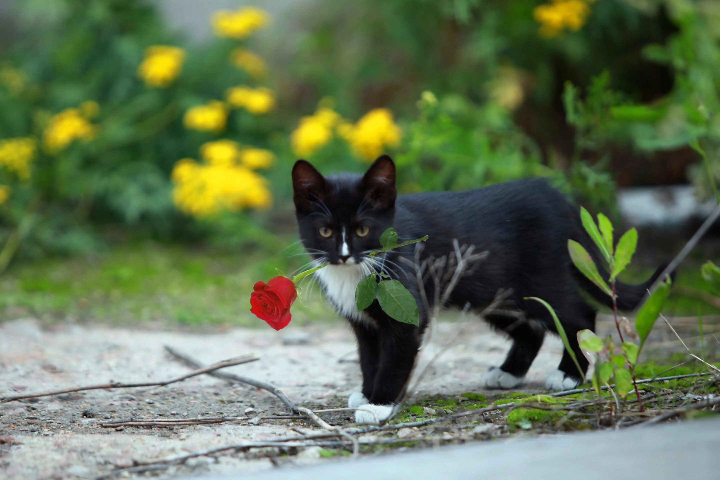 Киса мурка. Котик с цветочком. Котенок в цветах. Черные котики с цветами. Котенок с цветочком в зубах.