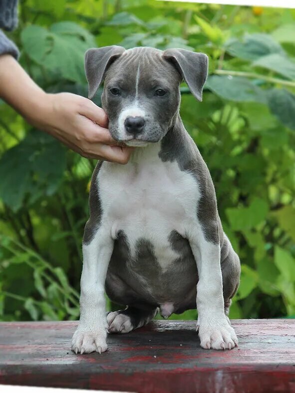 стаффордширский терьер щенок 3 месяца. щенки стаффордширского терьера 2 месяца. стаффордширский терьер 2 месяца. американский стаффордширский терьер щенок 1 месяц. стаффордширский терьер щенок 3 месяца.