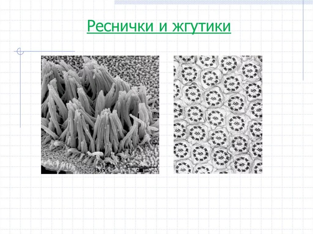 Реснички и жгутики под микроскопом. Реснички структура и жгутика клетки. Реснички и жгутики цитоскелета. Строение и функции ресничек и жгутиков. Специальные органеллы реснички функции.
