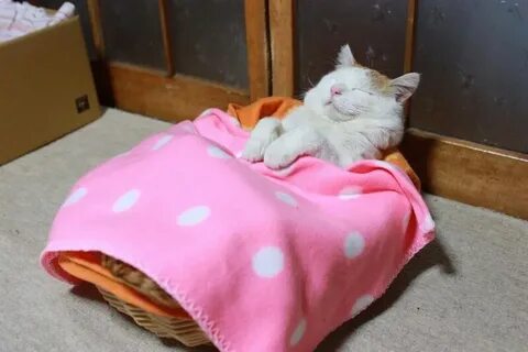 Кошка легла спать