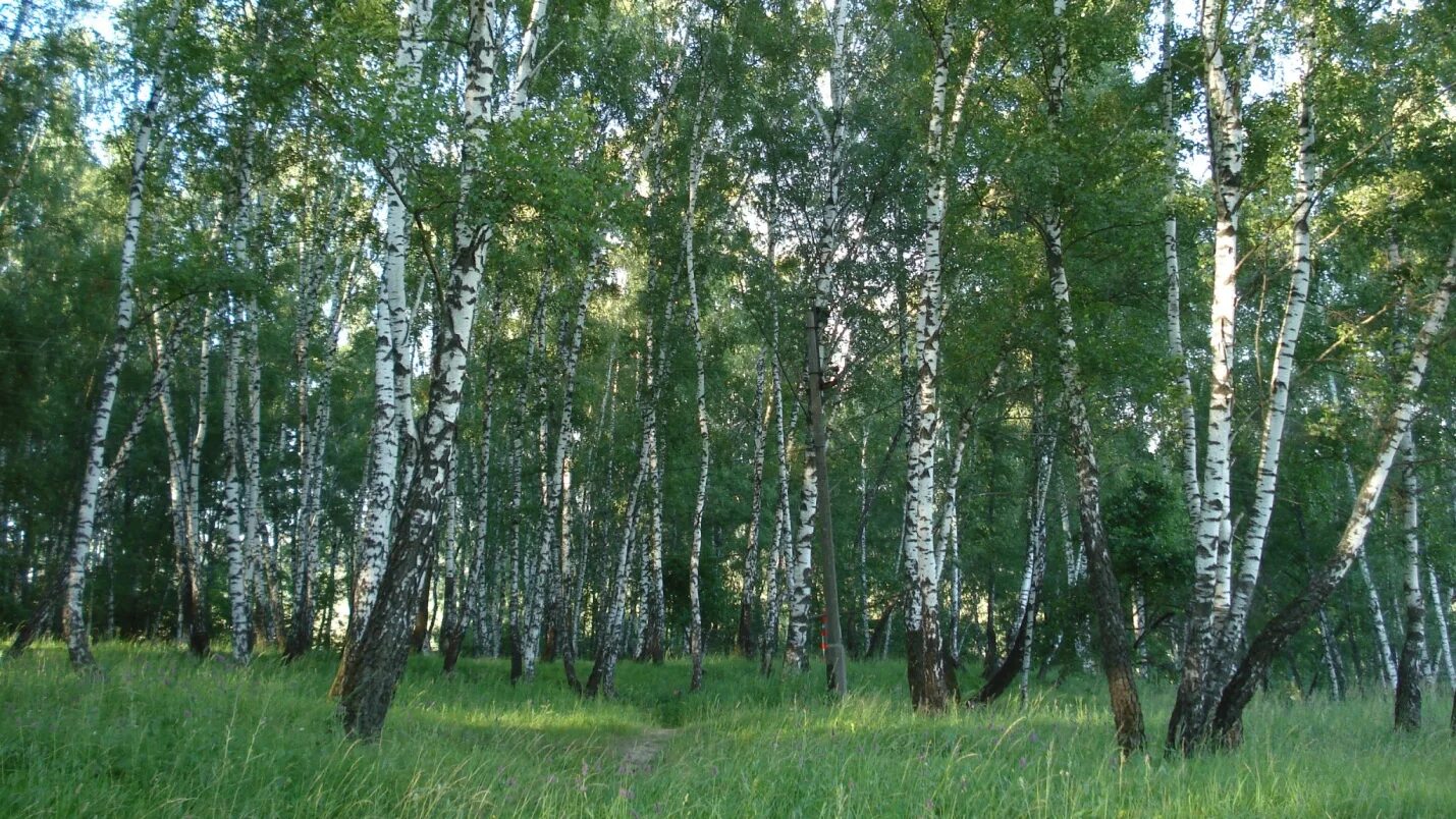 Березовая роща определение. Березовая роща Омск. Берёзовая роща Курск. Березовая роща Балаково. Березовая роща Чебоксары.