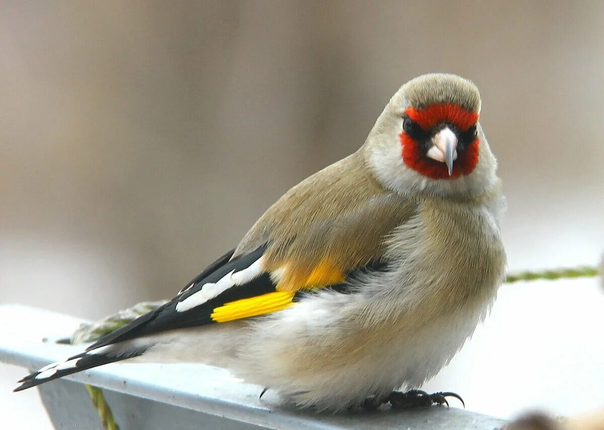 Маленькая птичка с желтыми крыльями. Красноголовый щегол. Щегол (Carduelis Carduelis). Черноголовый щегол Вьюрковые. Седоголовый щегол.