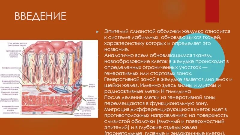 Покровный эпителий слизистой оболочки желудка. Слизистая оболочка желудка эпителий. Слизистая эпителиальная ткань. Покровные клетки слизистой оболочки желудка. Для слизистой оболочки желудка характерно наличие