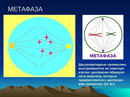 Хромосомы на экваторе клетки