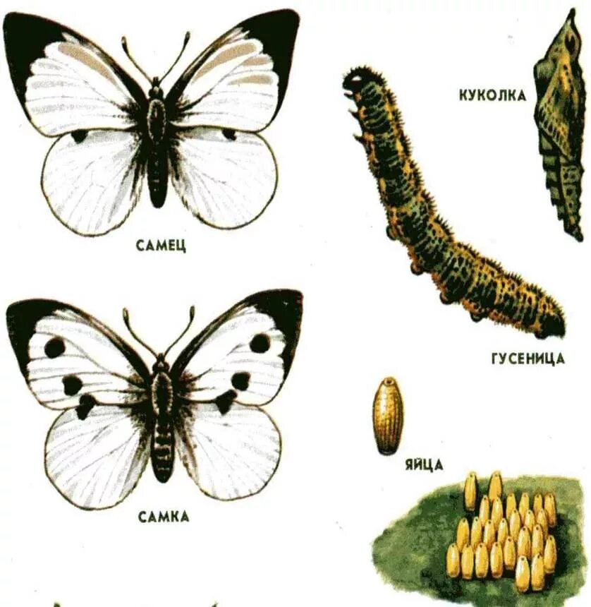 Развитие бабочки капустницы. Стадии постэмбрионального развития бабочки. Постэмбриональное развитие Непрямое развитие бабочк. Постэмбриональное развития бабочки-капустницы. Непрямое постэмбриональное развитие бабочки.