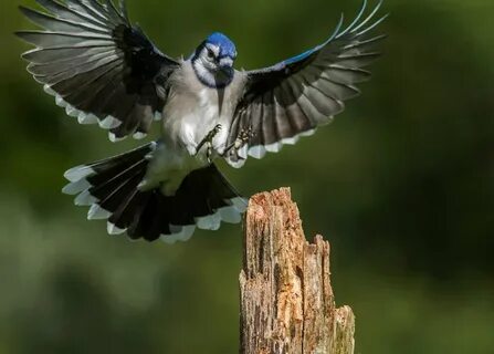 Flying blue