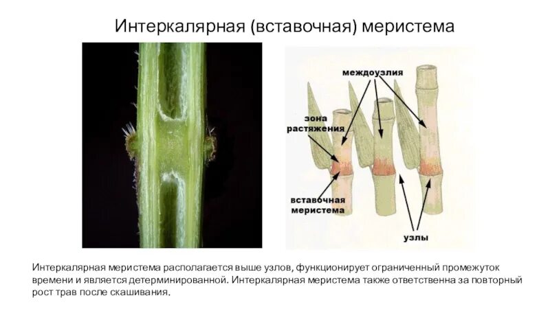 Меристема рост в длину. Образовательная ткань растений меристема. Образовательная ткань растений вставочная меристема. Апикальная латеральная интеркалярная меристема. Вставочные меристемы (интеркалярные).