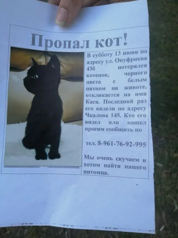Потерялся кот. Потерялся черный кот. объявления пропал черный кот. потерялся черный котенок. потерялся кот черный белый.
