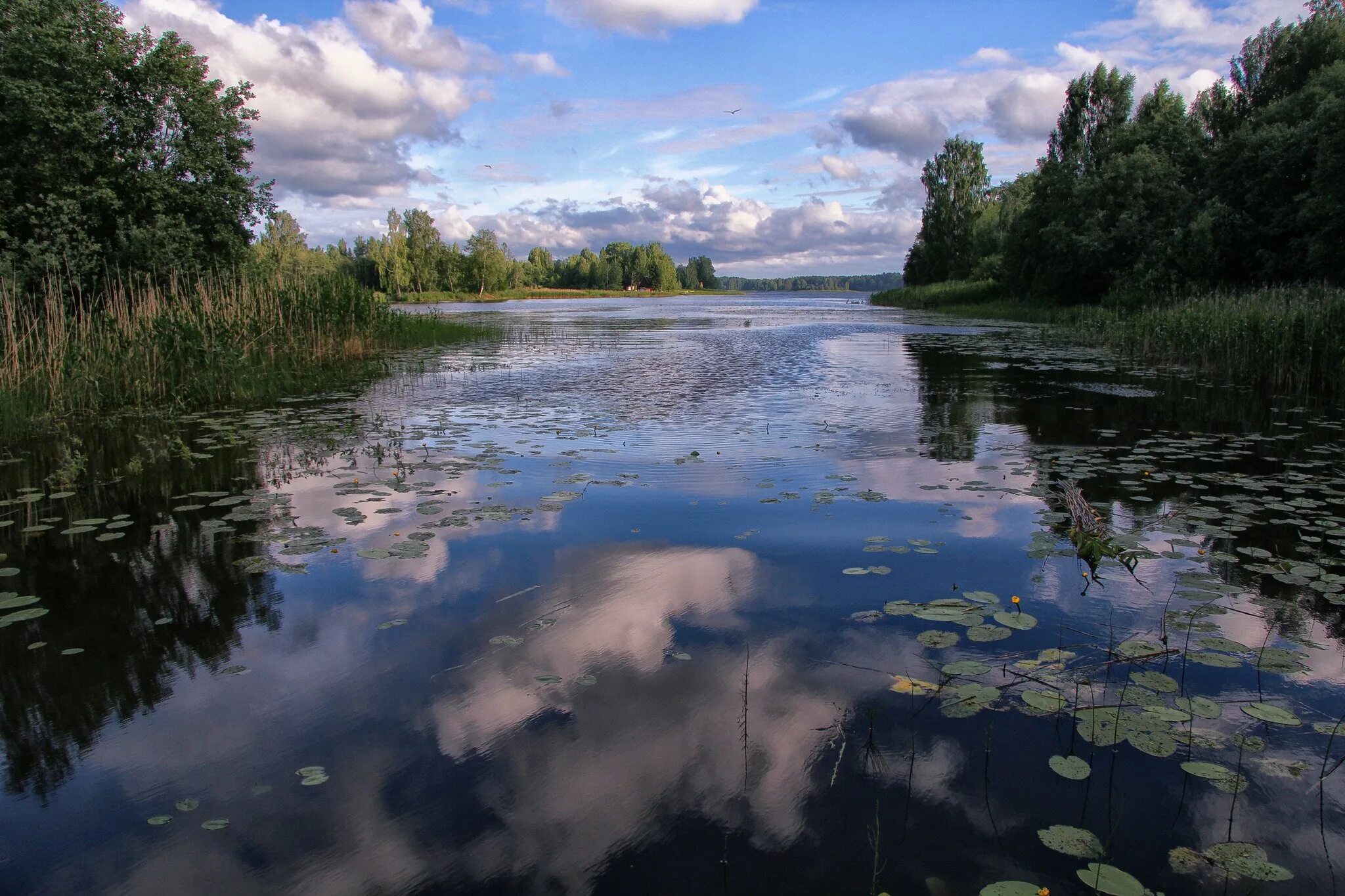 Река мста новгородская область. Река Мста Тверская область. Река Мста Великий Новгород. Бологое речка Мста. Река Мста фото.