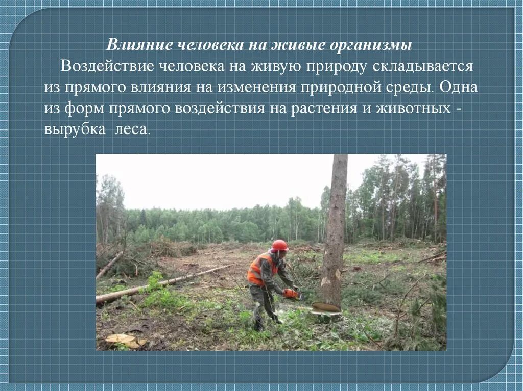 Сообщение о влиянии человека на природу. Влияние человека на природу. Влияние человека на живую пр роду. Воздействие на живой организм человеком. Влияние человеана природу.