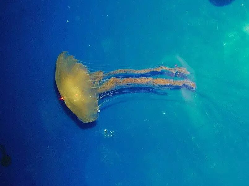 Пелагия ночесветка (pelagia noctiluca). Книдария медуза. Медуза пелагия ночесветка. Медуза пелагия ночесветка. Жало медузы.