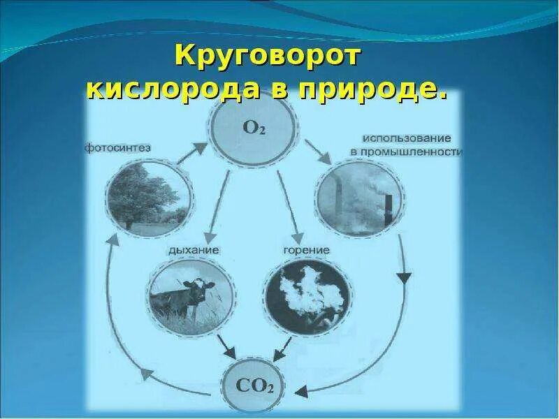 Кислород в природе схема