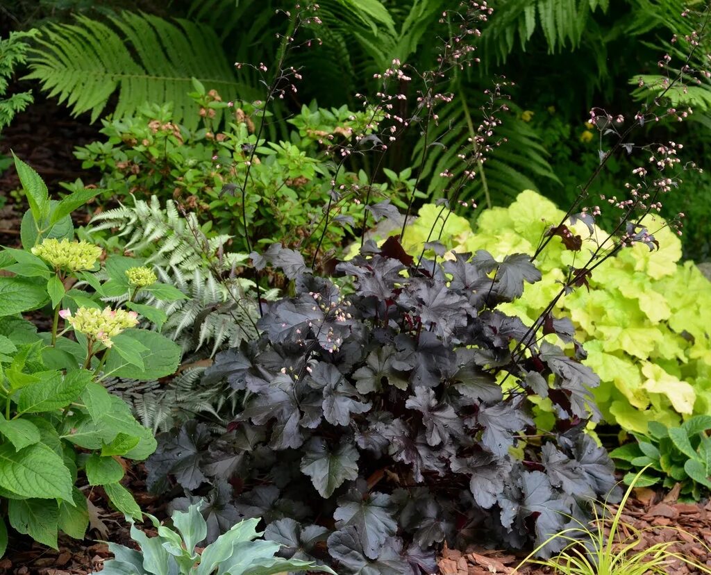 Гейхера блэк перл. Гейхера black pearl. гейхера heuchera black pearl. гейхера black pearl (блэк перл).