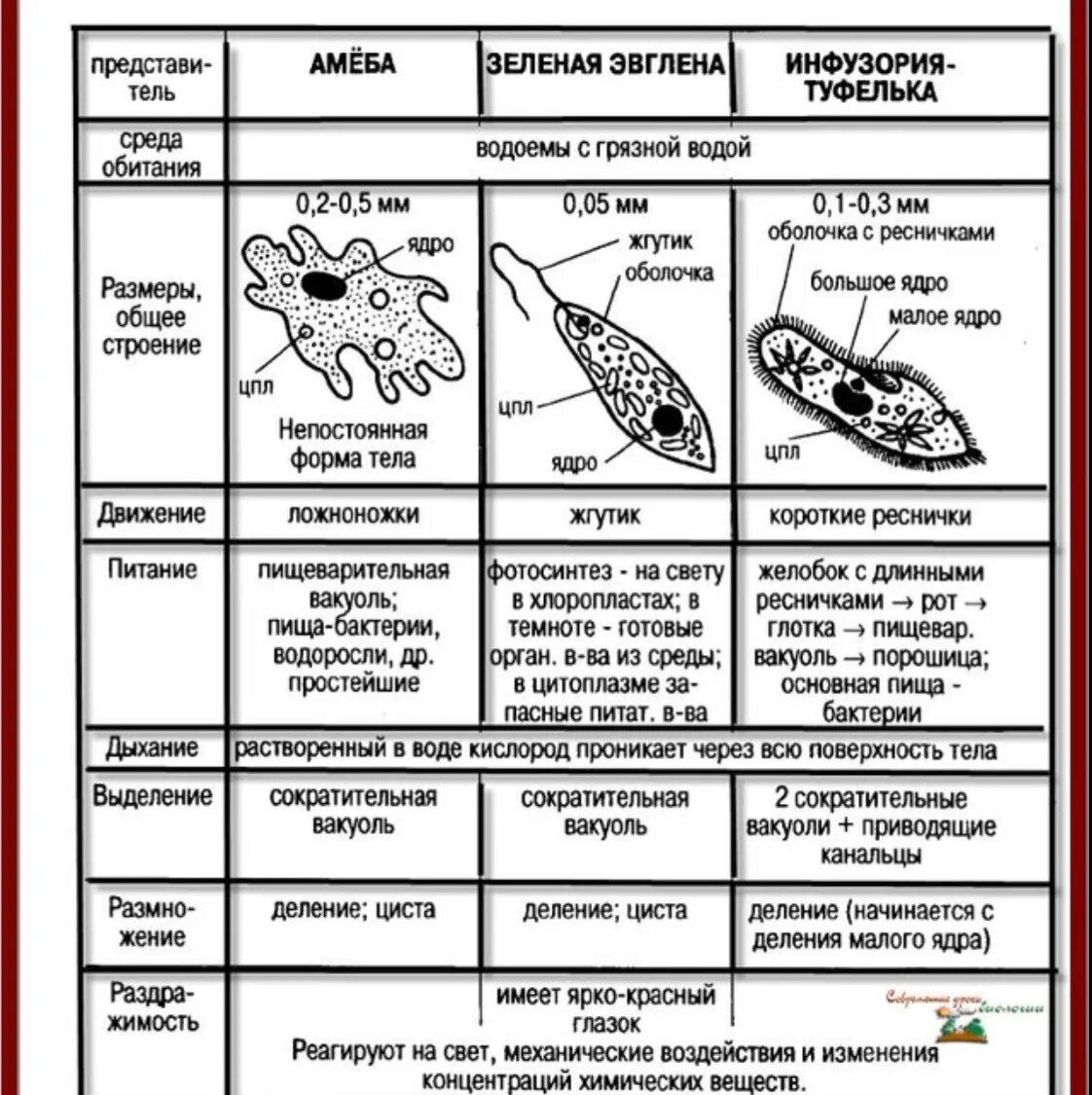 Сходство и различие одноклеточных. Зоология одноклеточных простейших таблица 7 класс. Таблица по биологии 7 класс Подцарство одноклеточных. Сравнительная характеристика одноклеточных животных таблица 7 класс. Подцарство одноклеточные 7 класс биология таблица.