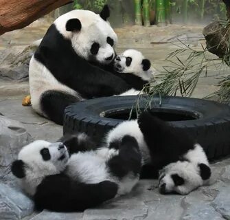 Pandas def
