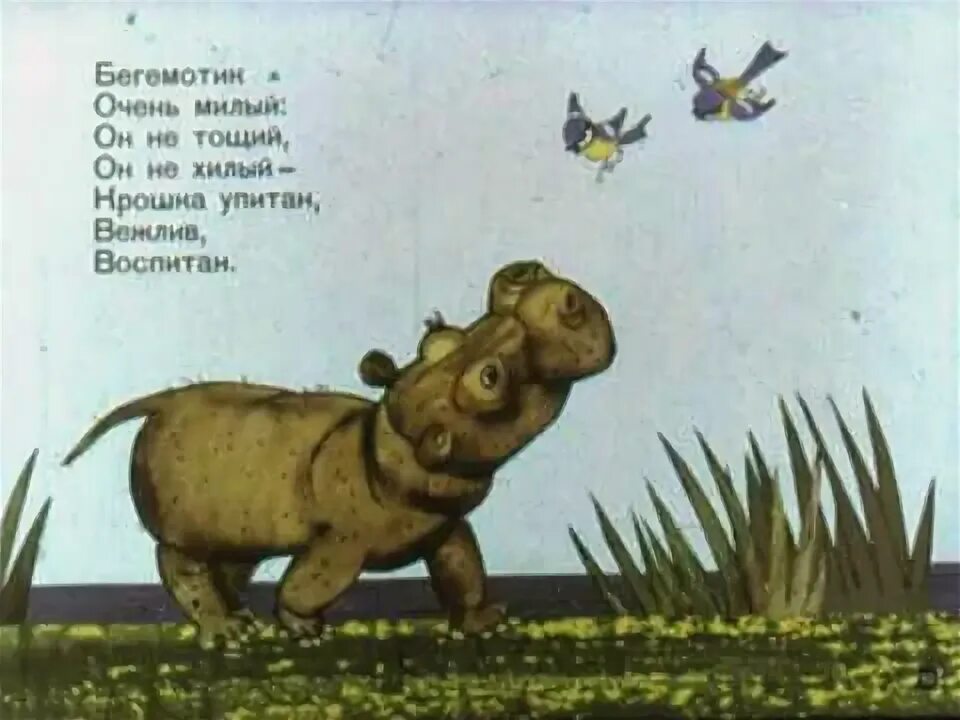 У бегемота нету талии текст. У бегемота нету талии. у бегемота нету талии а мы ему по морде. у бегемота нету талии слова. у бегемота нету чайника.