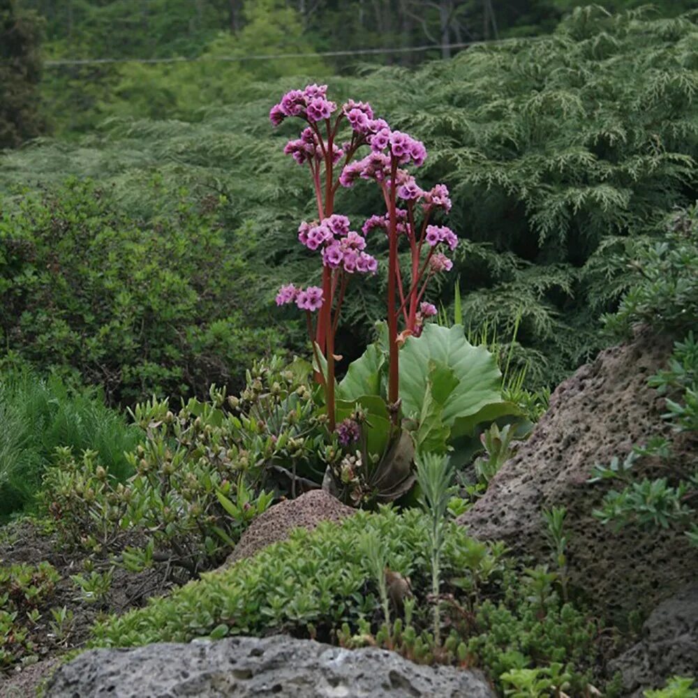 элеутерококк колючий (eleutherococcus senticosus). растения дальнего востока пион обратнояйцевидный. абрус молитвенный. цинанхум марньерианум (cynanchum marnierianum). элеутерококк дальневосточный.