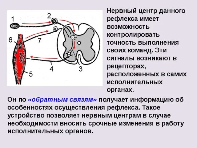 Нервный центр. Нервный центр это физиология. Структура нервного центра. Понятие о нервном центре.