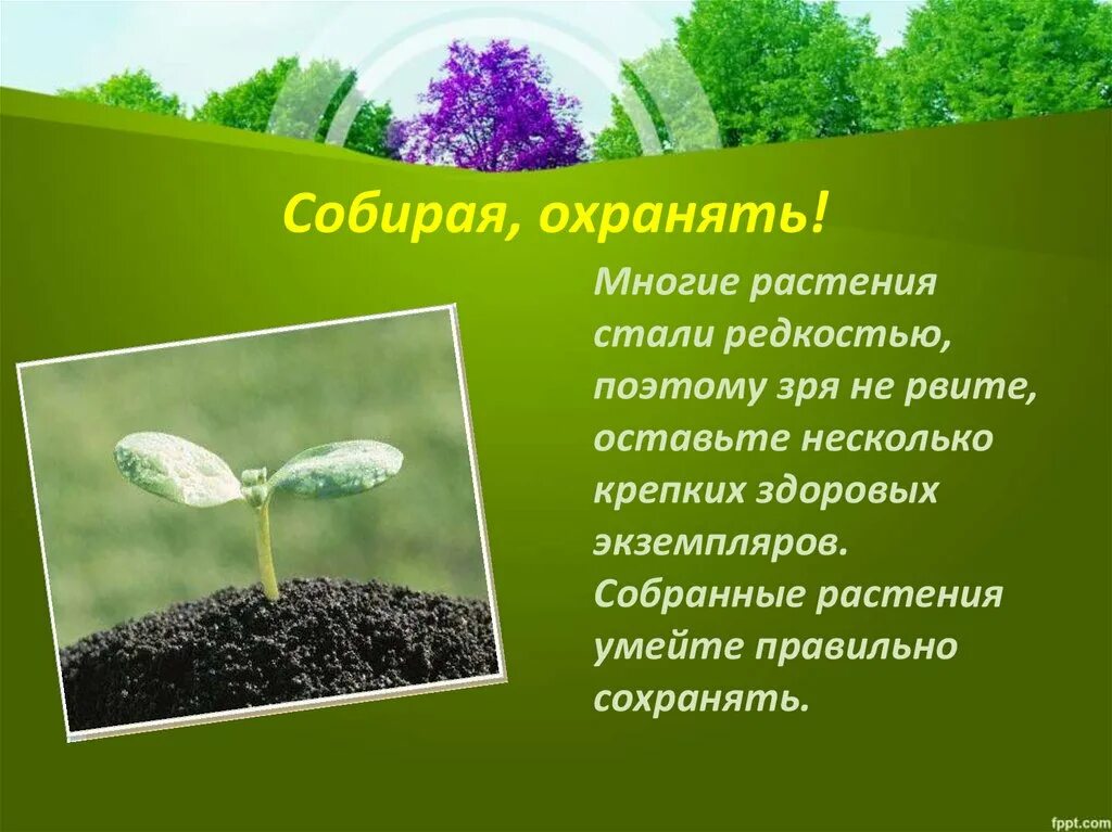 Почему растения и животные становятся редкими. Не рвать лекарственные растения. нельзя рвать лекарственные растения. не рви лекарственные растения. не рвать много лекарственных растений.