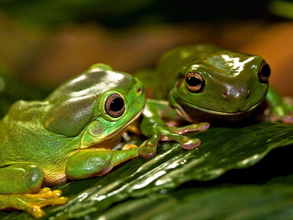 бахромчатая стеклянная лягушка. Incilius aurarius. мир лягушат. синяя лягушка. красивая жаба.