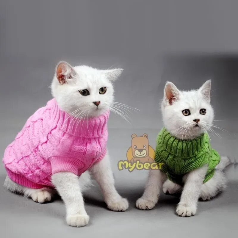 Кошечка с одеждой. Одежда для кошек. Котята в одежде. Котики с одеждой. Красивая одежда для котов.