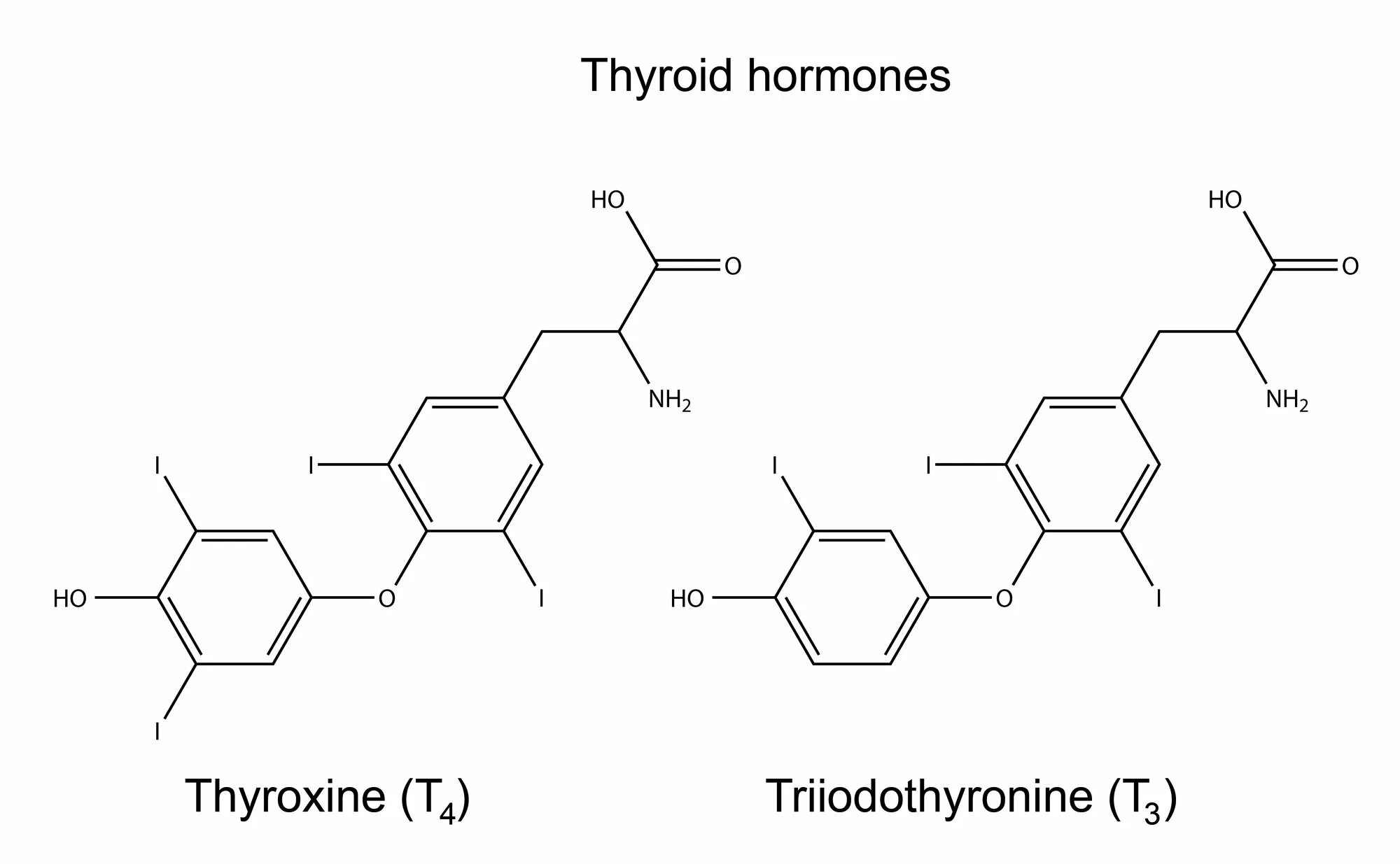 Тиреоидные гормоны химическая формула. Тироксин и трийодтиронин строение. Тироксин гормон формула. ТТГ формула химическая.