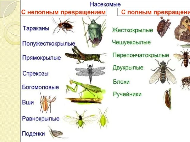 Тип развития прямокрылых насекомых. Тип развития прямокрылых насекомых