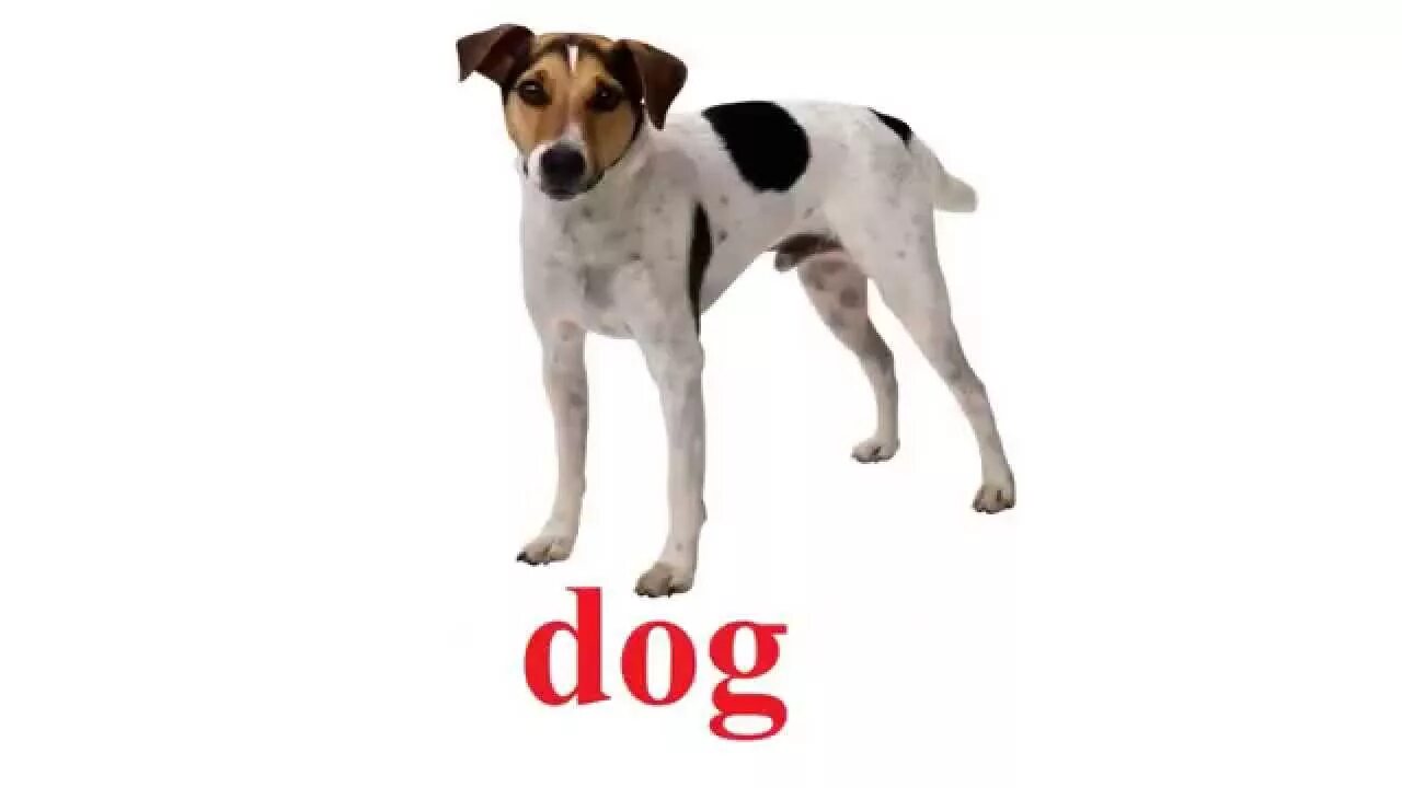Pets на английском для детей. Карточка со словами на английском dog. Собака раскраска для малышей. Карточки на английском для детей. Карточка собака на английском.