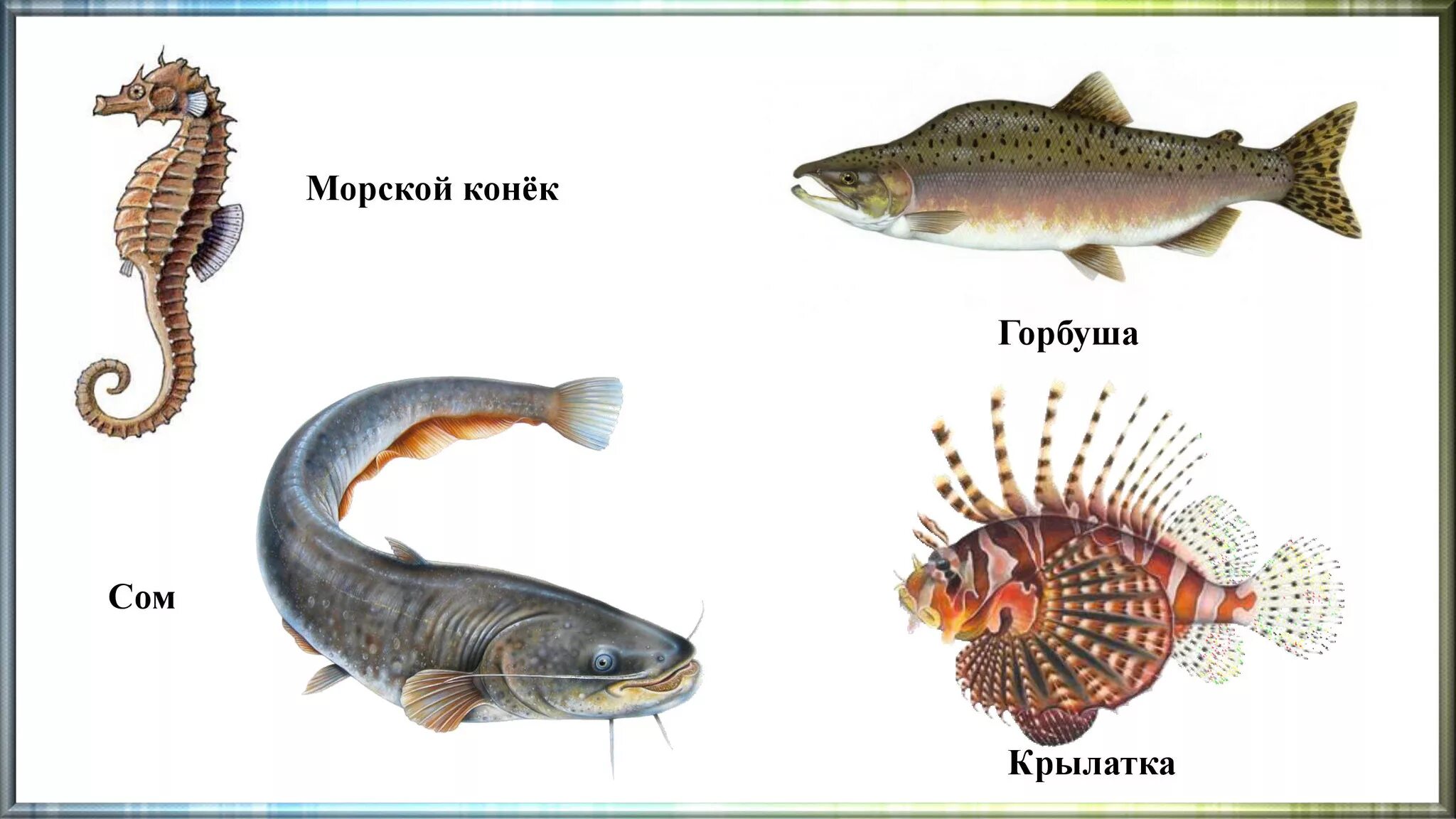 Рыбы примеры 3 класс. Костные рыбы. Костные рыбы названия. Представители рыб. Костистые рыбы примеры.