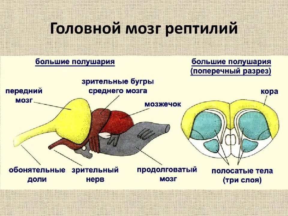 Развитые органы чувств у птиц. Строение головного мозга рептилий. Строение головного мозга пресмыкающихс. Функции отделов головного мозга рептилий. Нервная система пресмыкающихся отделы мозга.