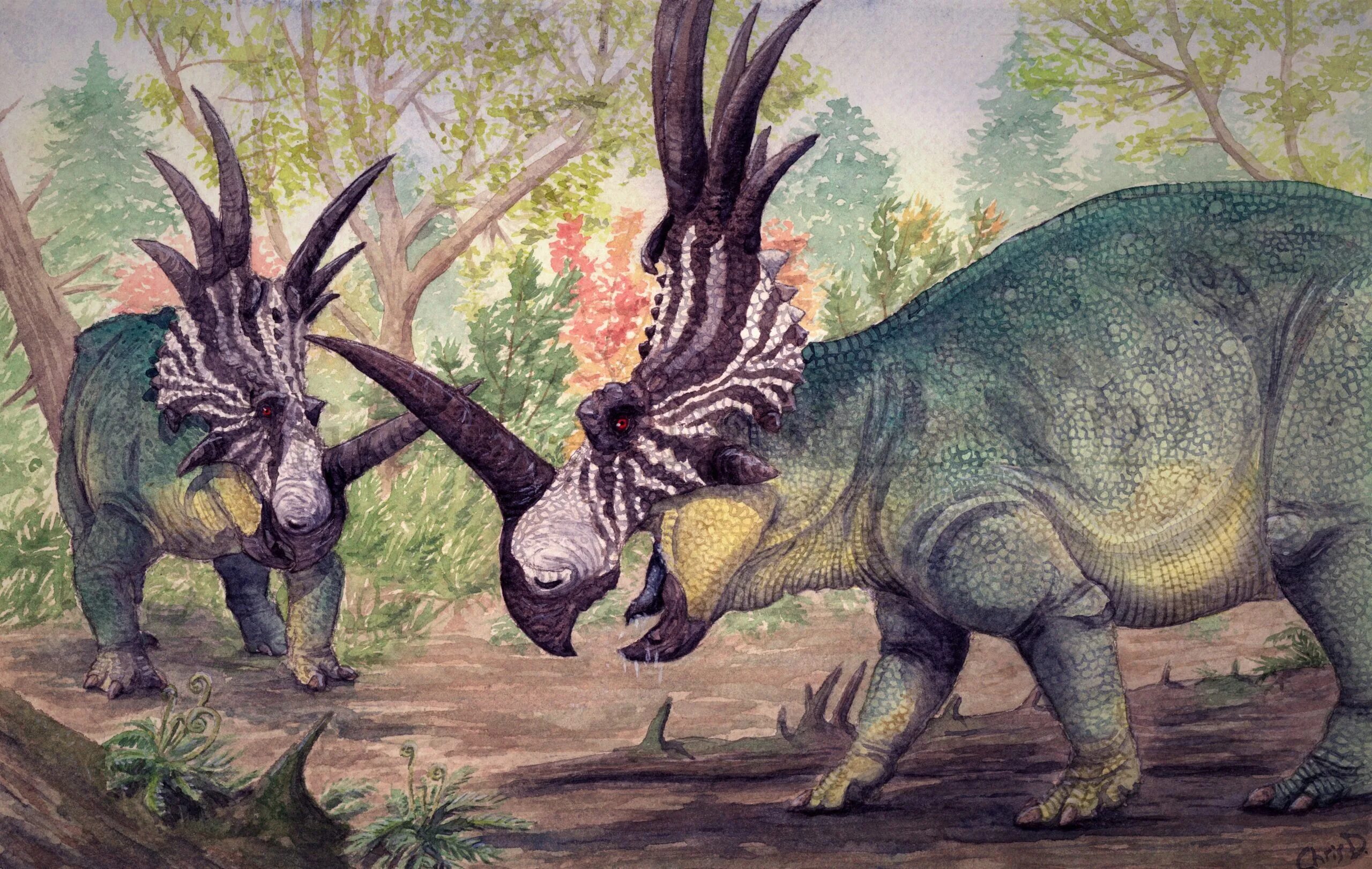Цератопсы. Стиракозавр динозавр. Стиракозавр и Трицератопс. Стиракозавр АРК.