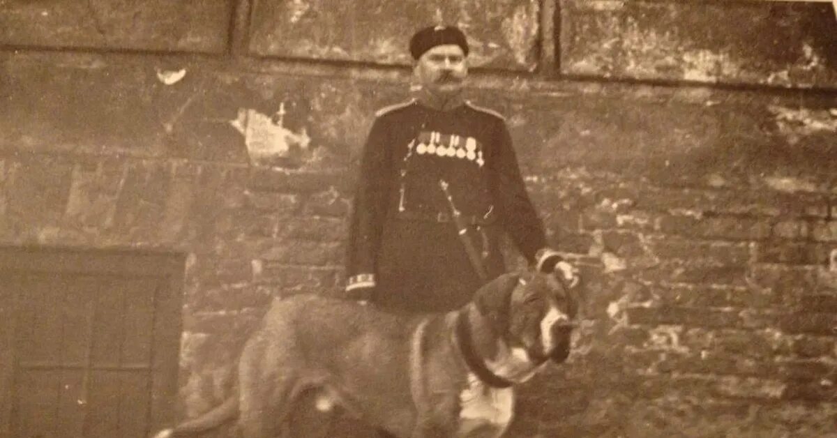 Охотничий меделян. Меделян куприна. Охотничий меделян. Порода собаки меделян сапсан. Меделянская собака куприн.