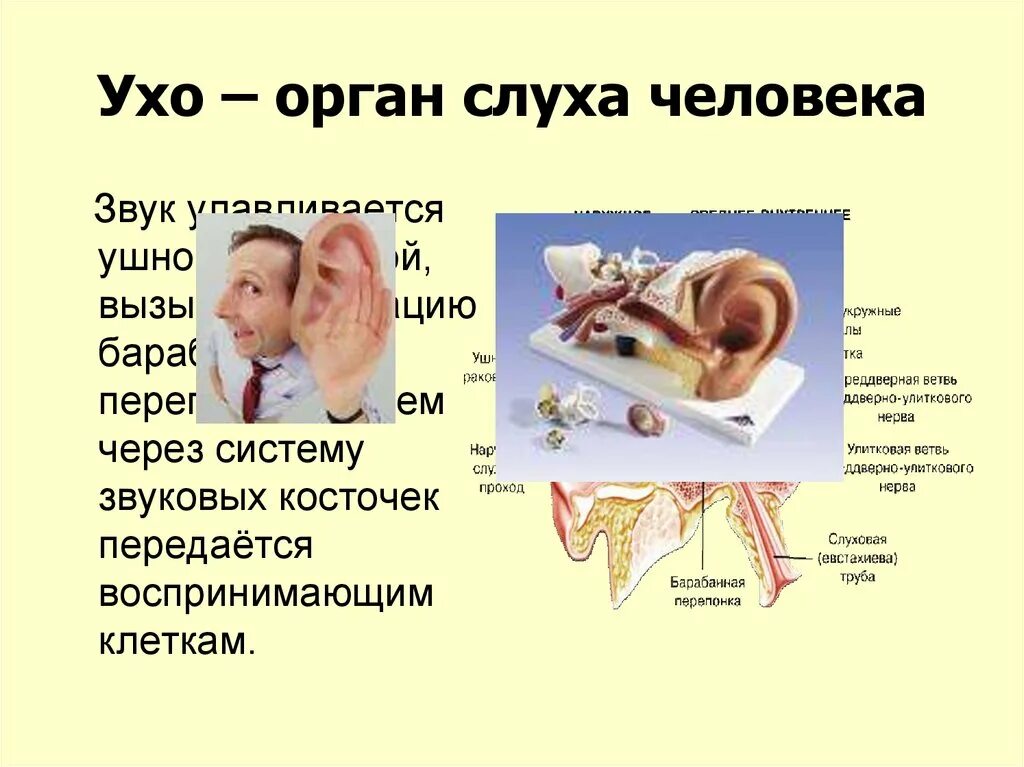 Уши орган слуха. Характеристики слуха человека. Параметры слуха человека. Характеристика органа слуха.