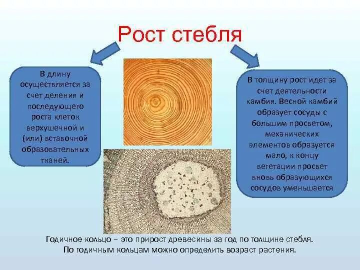 Древесные стебли образуются у. Рост стебля. Рост стебля в толщину. Рост стебля в длину. Рост стебля в толщину осуществляется.