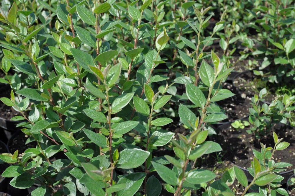 кизильник блестящий саженцы. кизильник блестящий крона. кизильник блестящий кустарник. кизильник люцидус. кизильник блестящий cotoneaster lucidus.