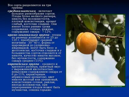 Абрикос групп
