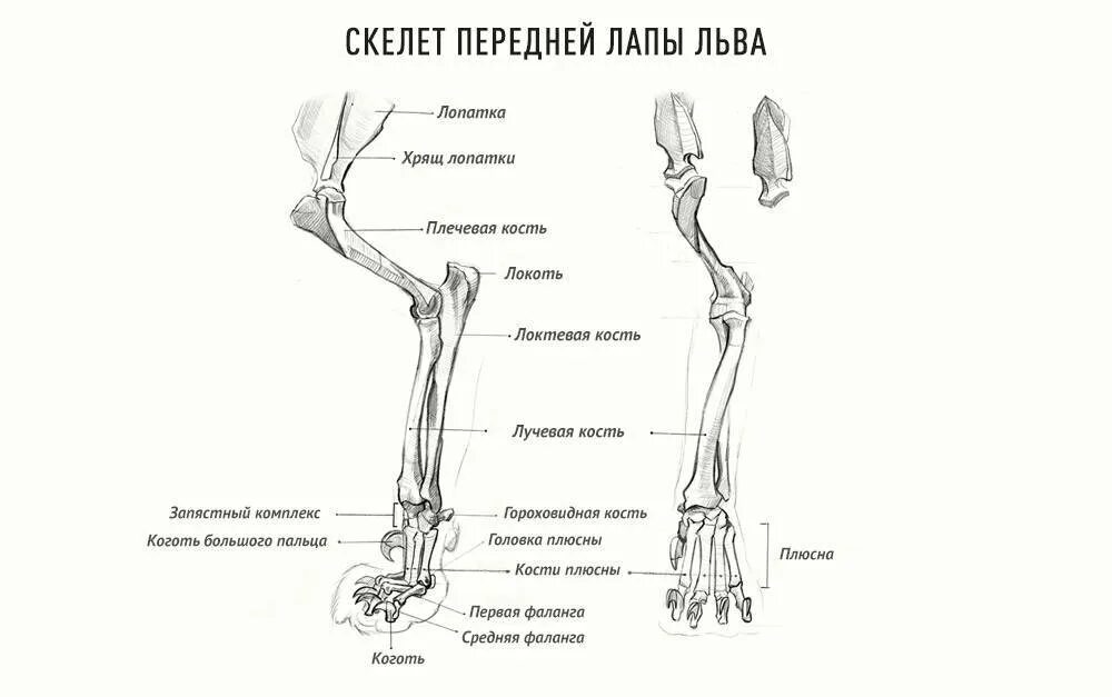 Анатомия костей задних конечностей кошки. Строение передней лапы кошки кости. Строение кошачьей лапы задней. Анатомия собаки скелет конечностей. Рассмотрите кости задних конечностей назовите их обратите