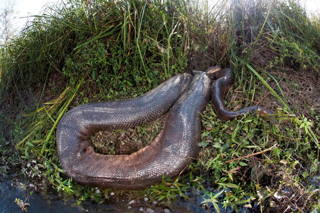 Огромная анаконда. Анаконда змея. Река Амазонка змея Анаконда. Амазонка змеи Анаконда. Змея Анаконда гигантская.