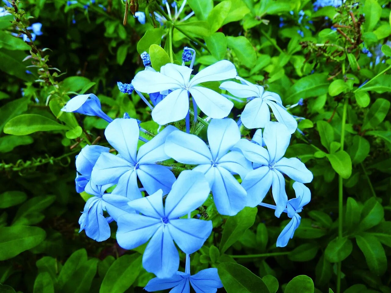 Blue blossom. Растение под синим светом. Blooming синие.