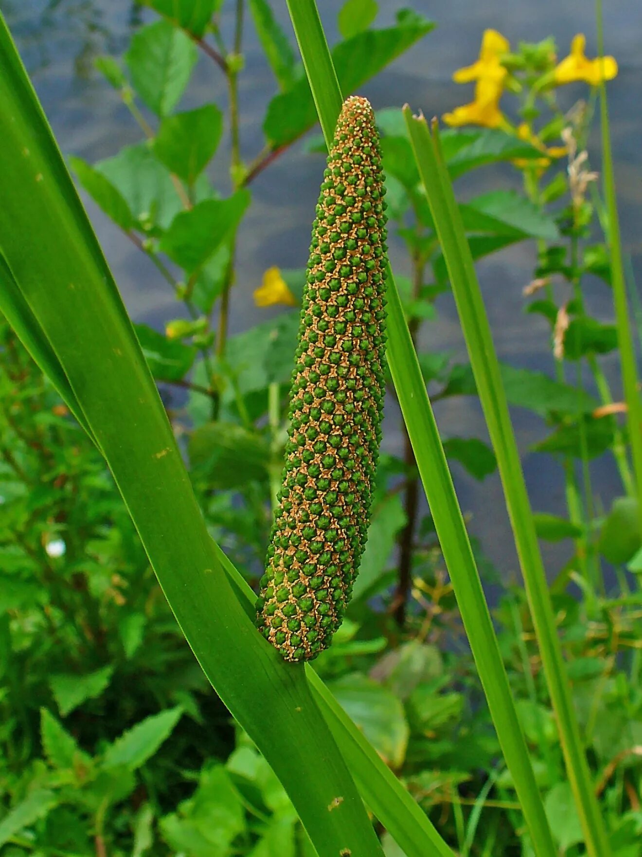 Аир болотный, ирный корень, acorus calamus l. Трифолен препарат. Acorus calamus сырье. Аир обыкновенный - acorus calamus. Ирный корень 3.