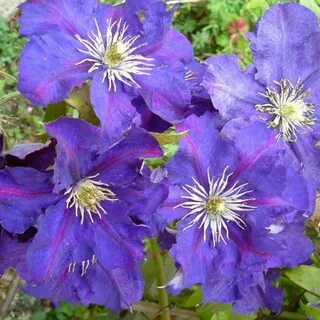 Clematis lady betty balfour