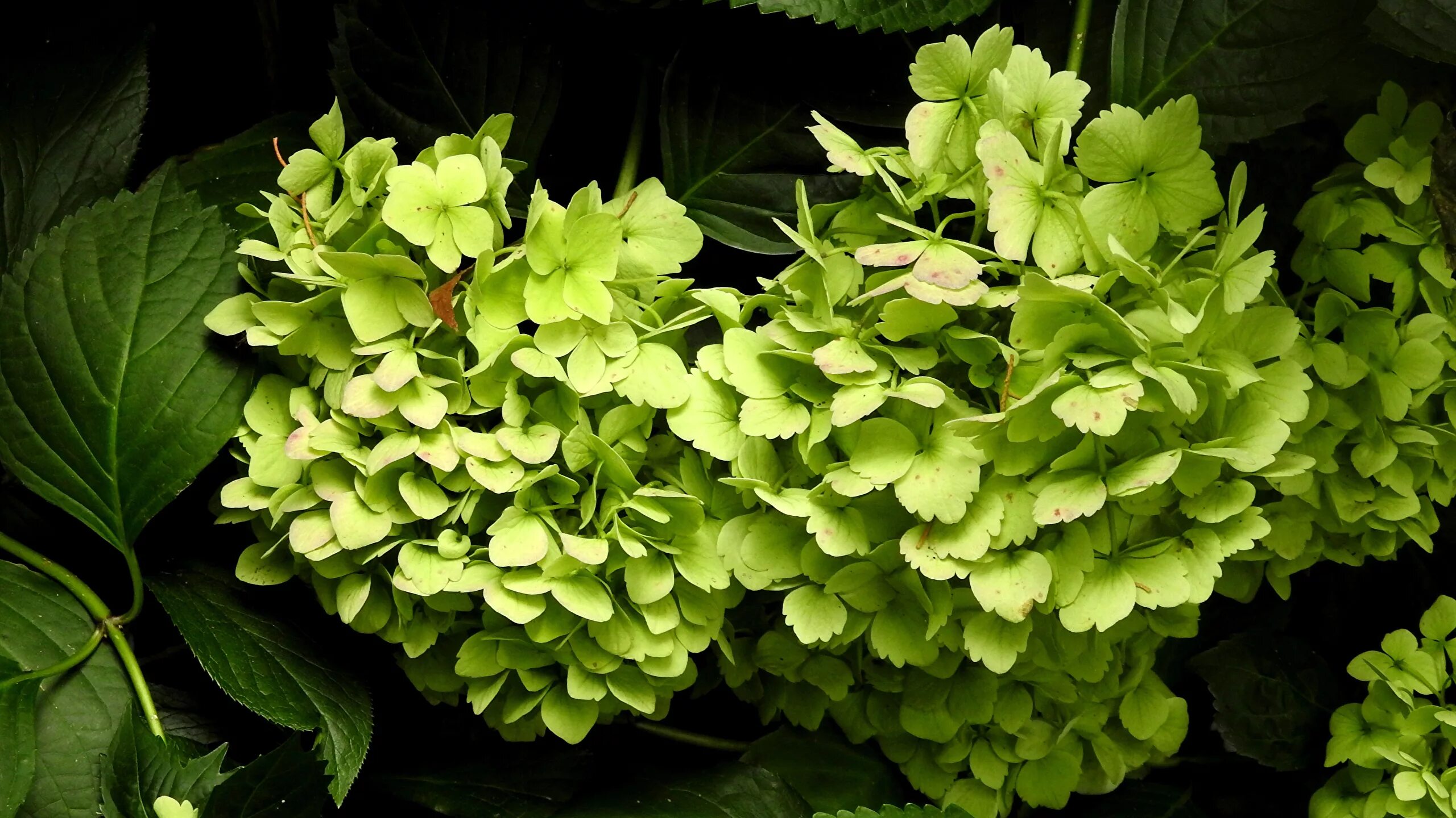 Green Garden Hydrangea-20 Inch By 30 Inch Laminated Poster With Bright Colors An