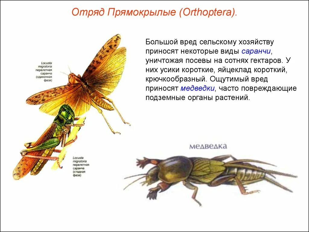 Таблица по биологии 8 класс прямокрылые Определение прямокрылых (кузнечики, сверчки и т.д)